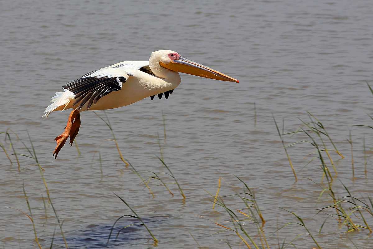 Pelican